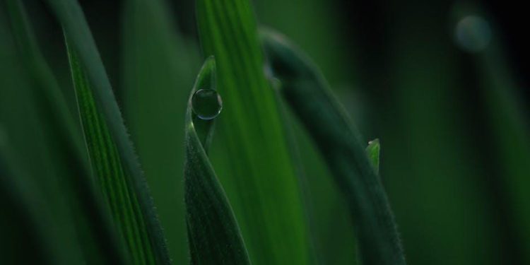 Plant-Based Living: Nourishing Your Body with a Whole Foods Approach